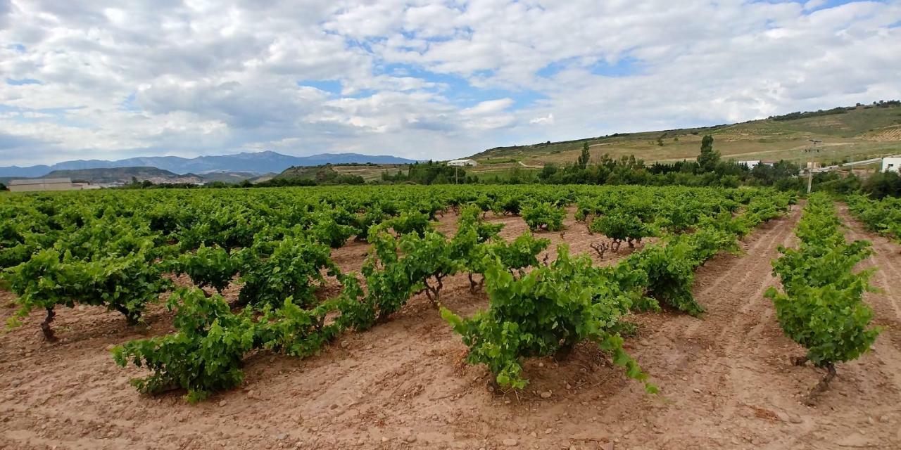 Apartamento Entrevinas En El Corazon De La Rioja Fuenmayor Buitenkant foto